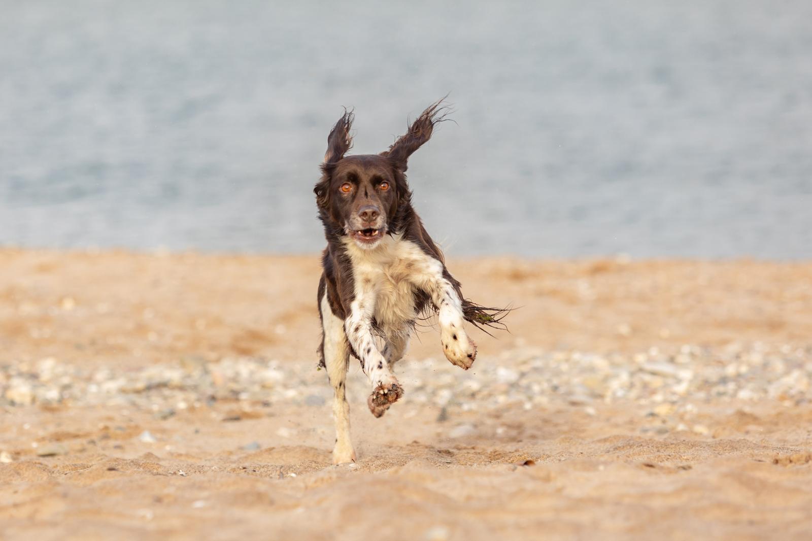 Wie du eine gute Beziehung zu deinem Hund aufbaust, erfährst du im Seminar am 25. Januar 