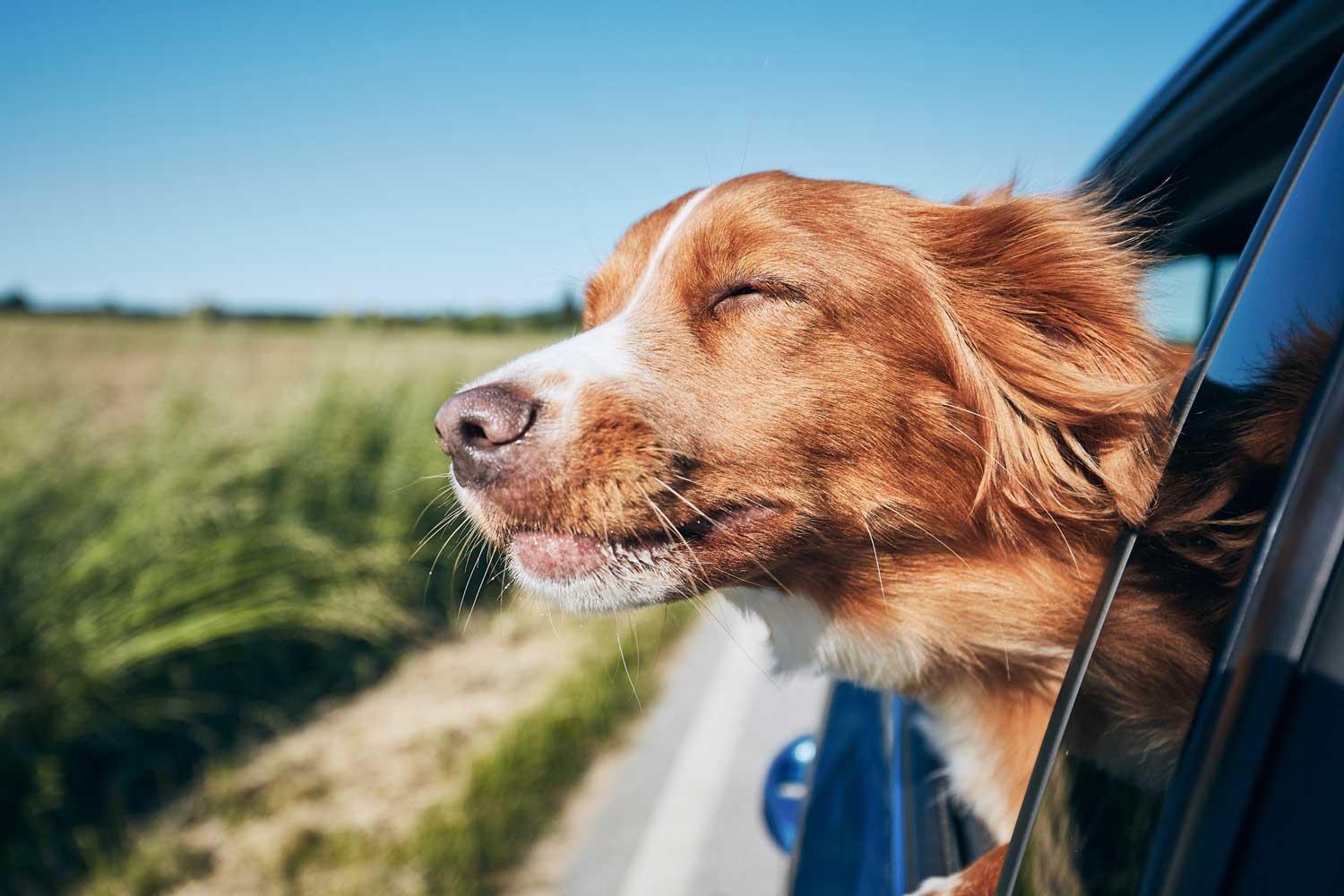 Kurse im Hundezentrum Kottenforst