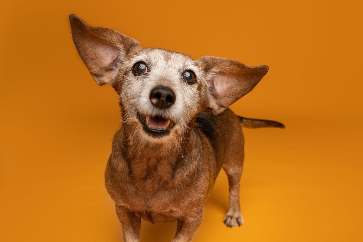 Erweitere dein Wissen über Hunde