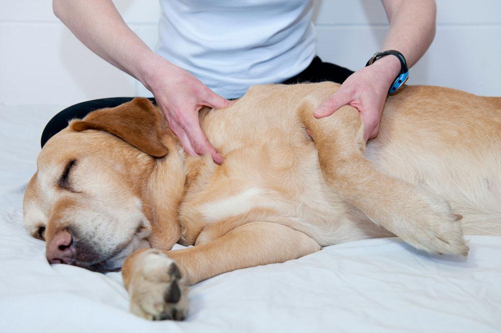 Workshop: Massage für Hunde