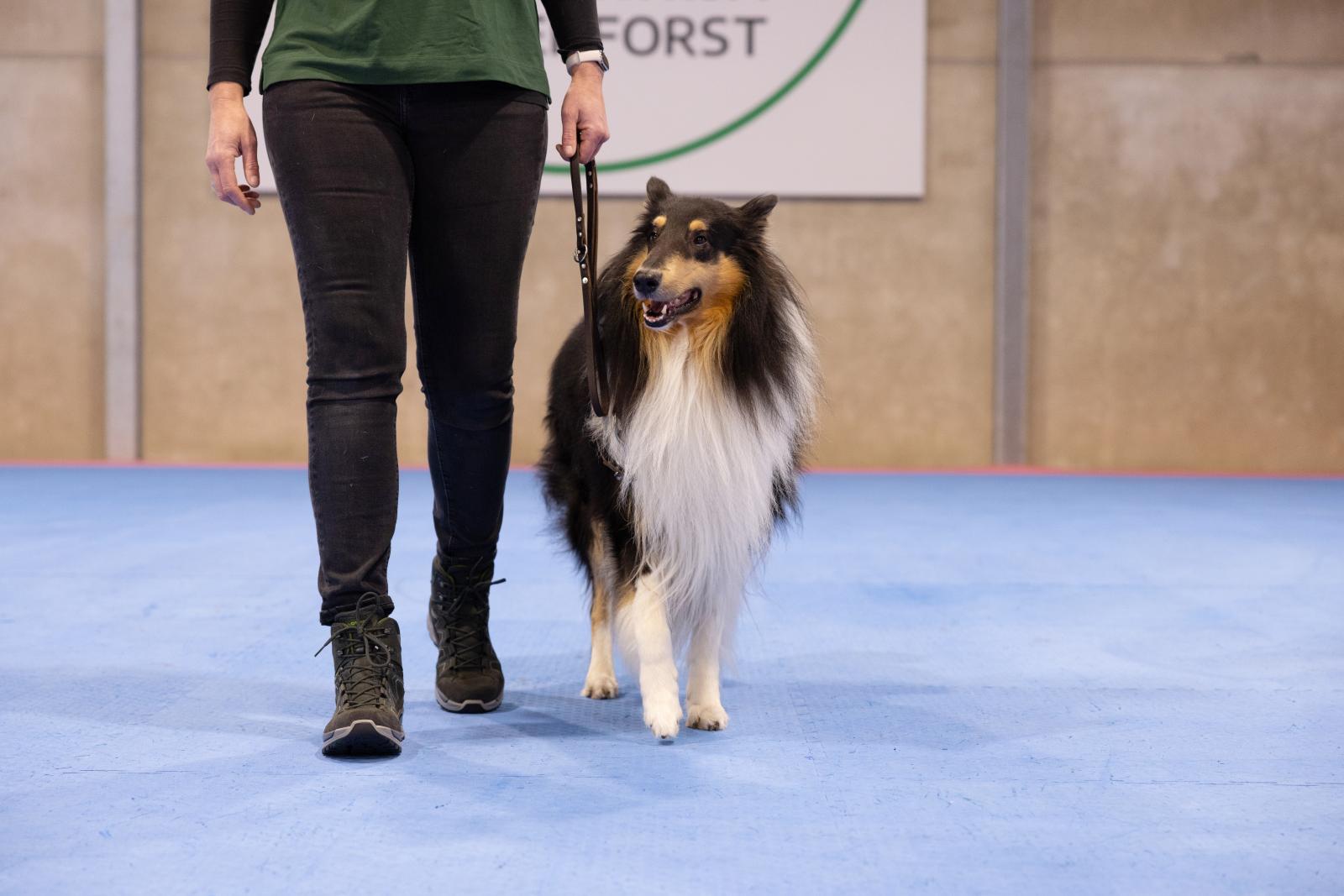 Entspannt an lockerer Leine