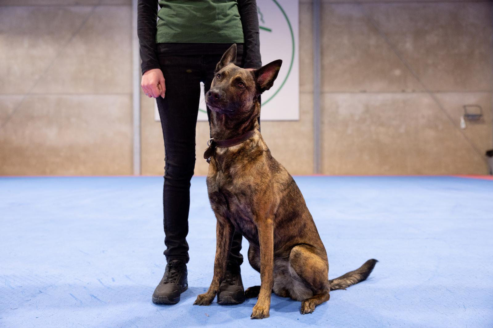 Seminar: Über die Qualität von Konflikten in der Hundeerziehung