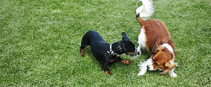 Freilauf: Sozialkontakt für alle Persönlichkeiten