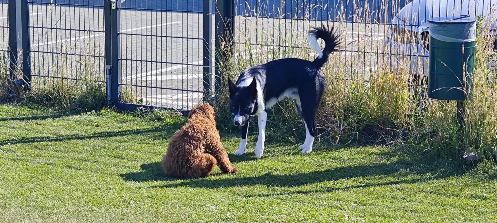 Freilauf: Sozialkontakt für alle Persönlichkeiten
