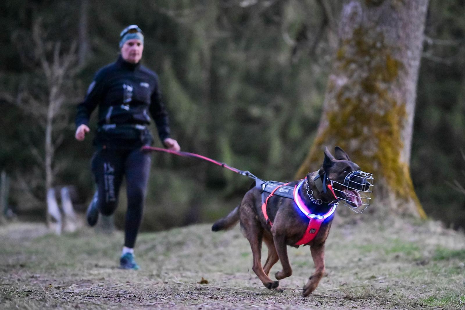 Einstieg in den Zughundesport